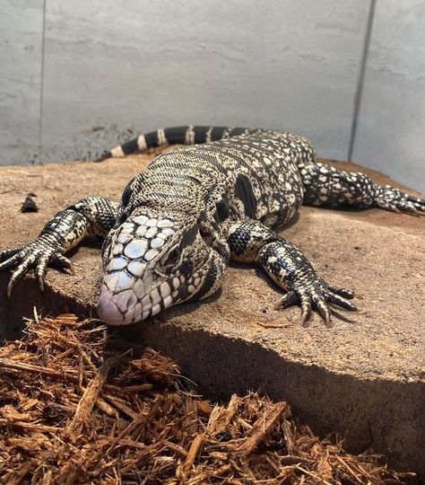 Argentine Black And White Tegu, Smaugust 2024, Black And White Tegu, Tegu Lizard, Noodles And Company, Adopt Idea, Monitor Lizard, Scale Reference, Cute Reptiles