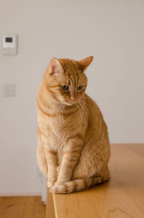 An Ode to Ginger Cats (10 Adorable Photos) Thinking Cat, Ginger Tabby Cat, Cat Cottage, Ginger Tabby, Portrait Study, Image Chat, Söt Katt, Ginger Cat, Orange Tabby Cats