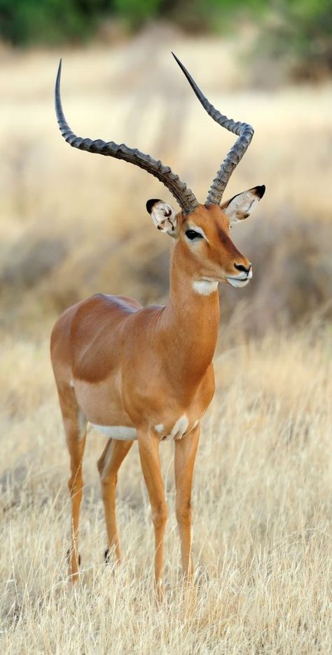 Aesthetic Deer, Impala Animal, Deer Aesthetic, Pics Of Animals, America Nature, South African Animals, African Animals Photography, Moon Beauty, Deer Photography