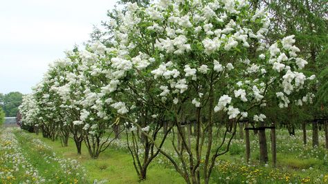 White Lilac Tree, Lilac Plant, Syringa Vulgaris, Lilac Tree, Perennial Border, White Lilac, Black Garden, Farmhouse Garden, French Garden