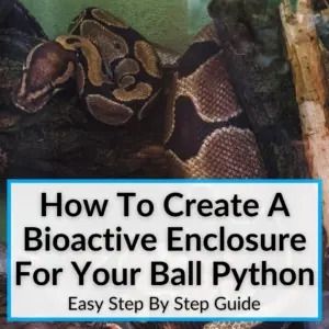 Learn how to create a bioactive enclosure for your ball python the right way. Bioactive enclosures have a lot of advantages, but only if you make sure to... Bioactive Python Enclosure, Bioactive Vivarium Ball Python, Ball Python Bioactive Enclosure, Diy Ball Python Enclosure, Bioactive Snake Enclosure, Bioactive Ball Python Enclosure Ideas, Python Enclosure Ideas, Ball Python Enclosure Ideas, Ball Python Enclosure