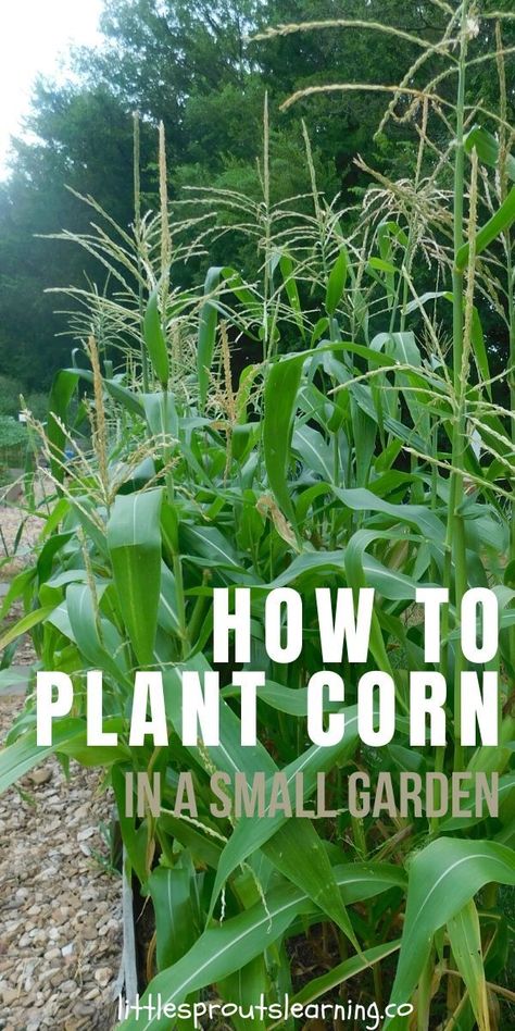 How To Plant Corn, Corn Growing, Farming Tips, Easy Vegetables, Vege Garden, Growing Corn, Food Gardening, Small Vegetable Gardens, Florida Gardening