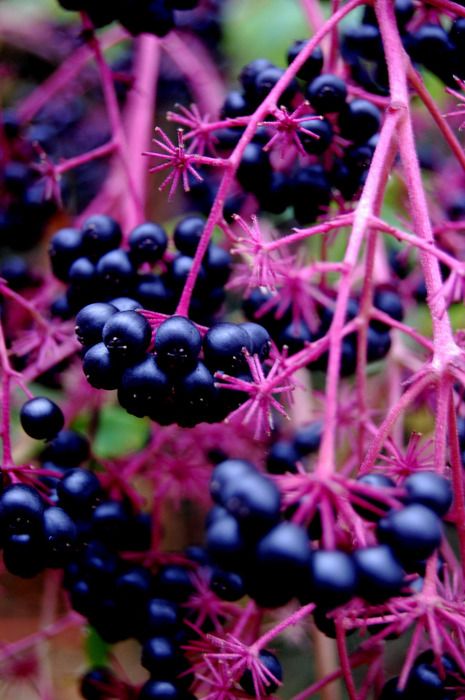 Good enough to eat Black Berries, True Winter, Cold Home Remedies, Natural Cough Remedies, All Things Purple, Exotic Fruit, Natural Home Remedies, Coffee Cake, Fruit Trees