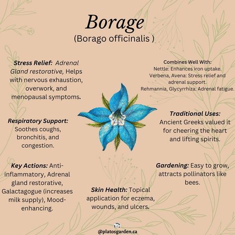 The power of Borage! Borage is a powerful herb and it has so many incredible benefits for our overall health, especially adrenal glad support. Borage is such a versatile herb to have in your garden and kitchen! Try this herb as a tea, in salads or as a medicinal remedy. Read in more detail about Borage and its uses on my blog! Click the link in my bio / visit www.platosgarden.ca #borage #herbalism #remedies #benefits #alternativehealing #healthylifestyle #healthy #borageflowers #herbsf... Borage Oil Benefits, Herbal Education, Herbal Remedies Recipes, Medicinal Herbs Garden, Magia Das Ervas, Medical Herbs, Magic Herbs, Herbal Plants, Herbal Recipes