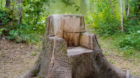 10 Tree Stump Ideas for Your Yard Creative Ways To Use Tree Stumps, Removing Tree Stumps, Tree Stump Ideas, Stump Ideas, Stump Removal, Tree Stumps, Paving Slabs, Trailing Plants, Old Tree