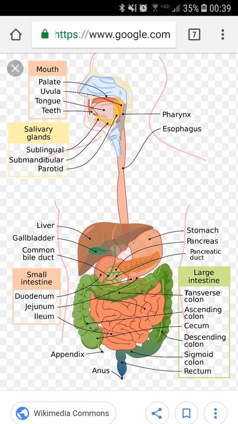 Gi System Nursing, Gi Anatomy, Medicine Anatomy, Er Nursing, Gi System, Sigmoid Colon, Nurse Educator, System Map, Nurse Inspiration