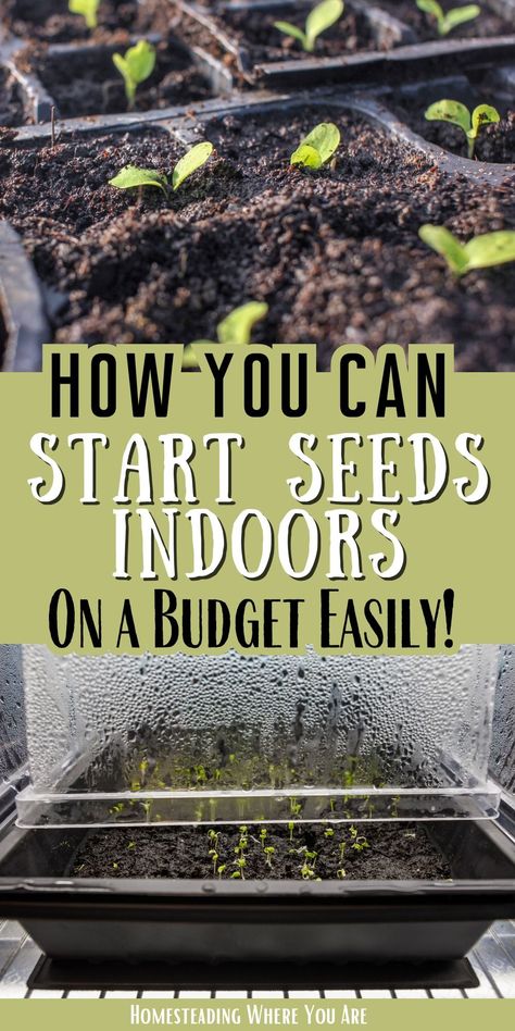 Diy Indoor Seed Starting, Garden Seeds To Start Indoors, How To Grow Seeds Indoors, Indoor Seedling Setup, How To Start Seedlings Indoors, Starting Vegetable Seeds Indoors, Seed Starting Indoors Set Up, How To Start Seeds Indoors, Starting Flowers From Seeds Indoors