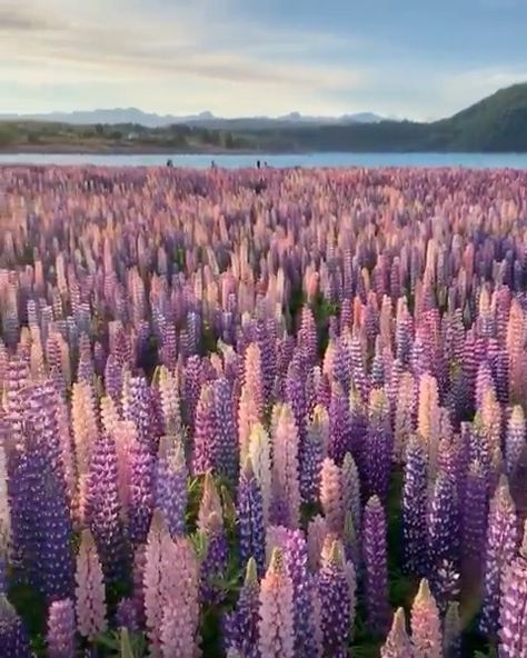 Lupine Flowers, Mountain Landscape Photography, Landscape Photography Tips, Destination Voyage, Nature Trail, Beautiful Places To Travel, Flower Field, Travel And Leisure, Dr Seuss