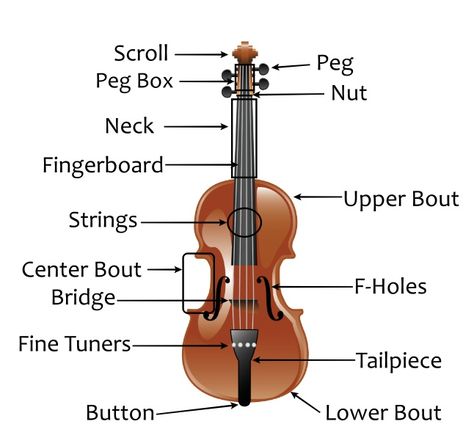 Violin Parts: Complete Piece by Piece Guide (and Bow) Parts Of The Violin, Stradivarius Violin, Violin Bridge, Violin Accessories, Violin Instrument, Violin Parts, Violin Design, Violin Strings, Electric Violin