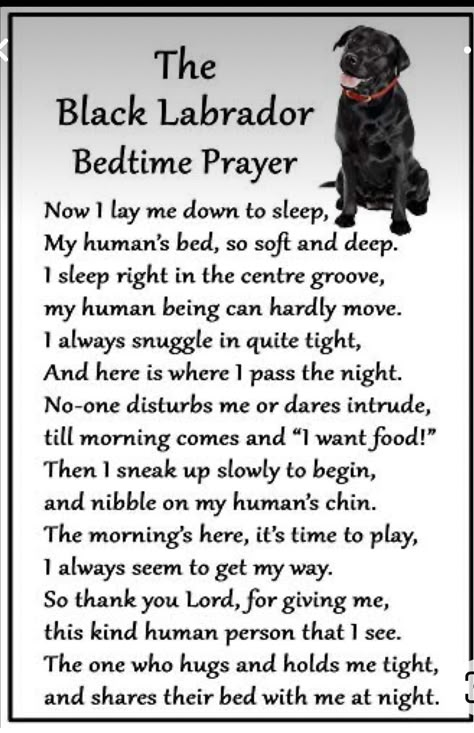 Labrador Black, Labrador Noir, Dog Poems, Black Labs Dogs, Unique Magnets, Dog Couch, Bedtime Prayer, Black Labrador Retriever, Lab Dogs