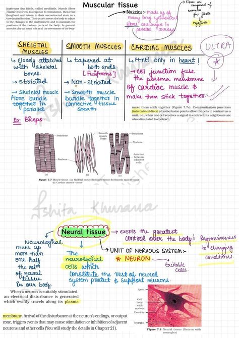 Animal Tissue Biology Notes, Study Tricks, Animal Tissue, Skeleton System, Tissue Biology, Med Notes, Bio Notes, Neet Notes, Exam Preparation Tips