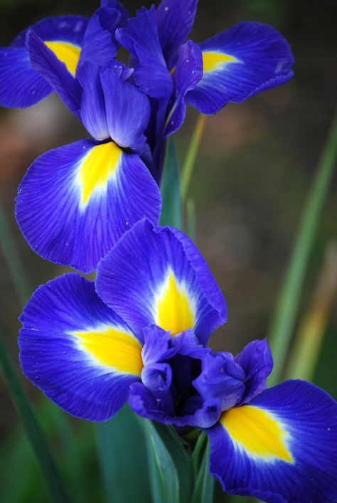 blue iris | For Monthly Scavenger Hunt - May #6 - Rhapsody i… | Flickr Blue Iris Flowers Aesthetic, Blue Iris Flowers, Indigo Flowers, Blue Flag Iris, Indigo Flower, Importance Of Art, Rhapsody In Blue, Pond Ideas, Flower Art Drawing