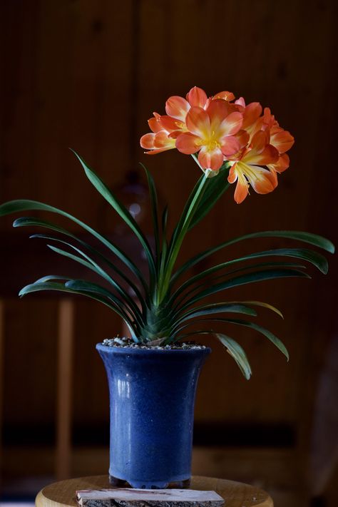 Variegated Clivia Miniata Clivia Miniata, Gardening Tools Names, Flowering House Plants, Starting A Vegetable Garden, Plant Book, Bonsai Plants, Indoor Gardening, Gardening Gloves, Easy Garden