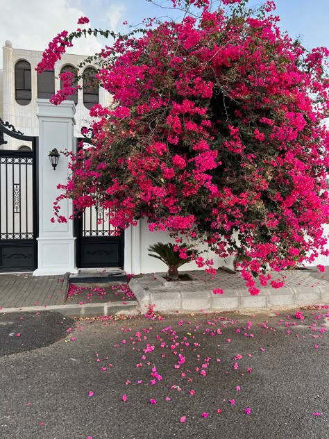 Small Home Garden, Welcoming Front Door, Bougainvillea Tree, Front Door Plants, Design Garden Ideas, Ideas Garden Design, Indian Home Design, Best Plants, Nothing But Flowers