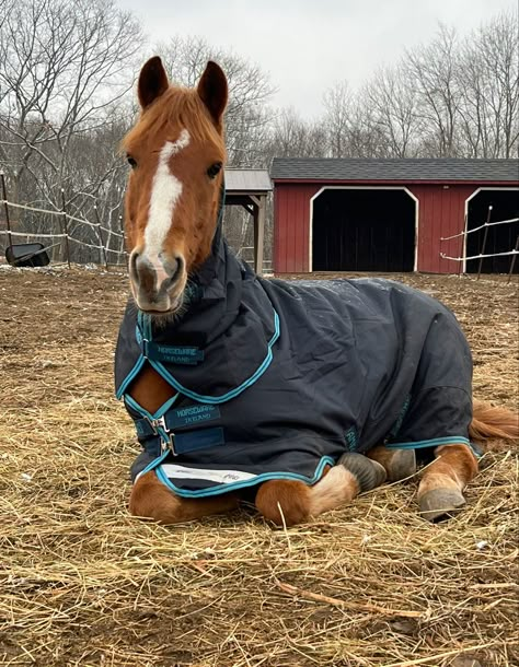 Silly Horse, Chestnut Horses, Horsey Life, Riding School, Cute Horse Pictures, Equestrian Aesthetic, Horse Pics, Horse Aesthetic, Chestnut Horse