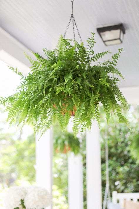 Flowers Guide, Hanging Ferns, Front Porch Flowers, White Porch, Porch Flowers, Arlington Virginia, Blue Planter, Small Front Yard, Boston Fern