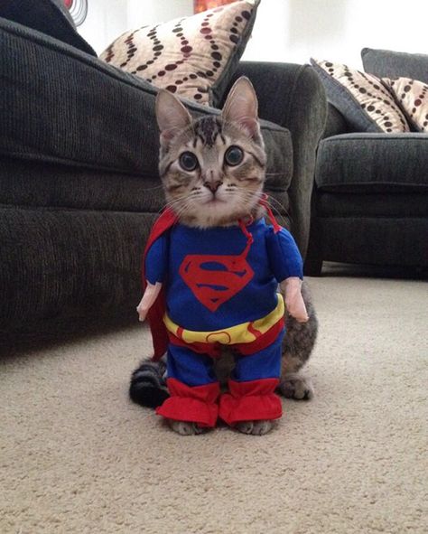 Supercat! Gatto Carino, Cat Halloween Costume, Pet Halloween Costumes, Super Cat, Cat Costumes, Pet Costumes, Silly Cats, Funny Animal Pictures, Halloween Cat