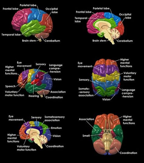 Brain Brain Anatomy And Function, Sensory Language, Psych Major, Mcat Prep, Ap Psychology, Brain Facts, Brain Anatomy, Brain Stem, The Human Brain