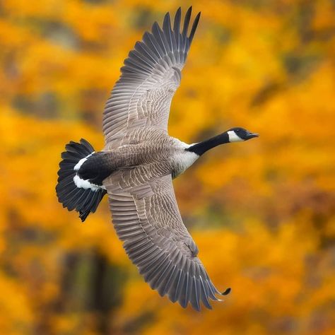 Best Birds Of IG on Instagram: “. ✨FEATURING @coreyhkh ✨Canadian Goose We encourage everyone to visit this talented photographer's gallery to show your support,…” Goose Flying, Goose Tattoo, Flying Photography, Get A Clue, Goose Hunting, Wildlife Protection, Canadian Goose, Mickey Y Minnie, Flying Geese