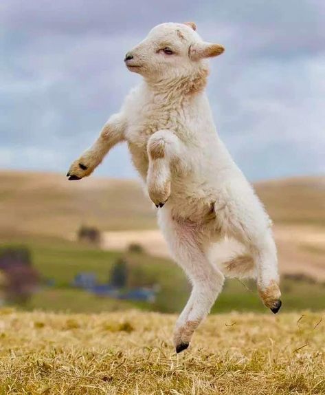 Lamb Jumping, Goat Reference, Sheep Jumping, Visuell Identitet, Cute Lamb, Cute Goats, Baby Lamb, Sheep And Lamb, Cute Sheep