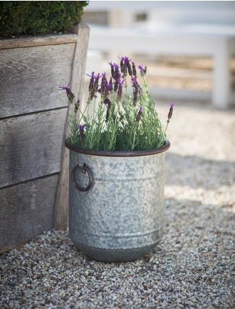 Growing Lavender, Gravel Garden, Vintage Styling, Garden Containers, French Garden, Small Garden Design, Gorgeous Gardens, Courtyard Garden, Garden Cottage