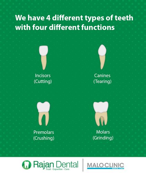 We have 4 different types of teeth with four different types of functions.. #dentalfact #teeth #teethfact #dentalfac Types Of Cavities Teeth, Types Of Teeth And Functions, Dental Quiz, Different Types Of Teeth, Teeth Types, Dental Assistant Study Guide, Types Of Teeth, Kids Dental Health, Dental Assistant Study