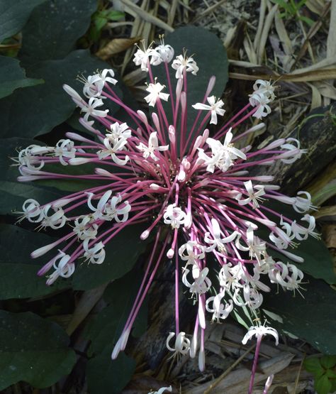 Starburst-Clerodendrum quadriloculare(Q-tip shaped flowers) Starburst Clerodendrum, Clerodendrum Quadriloculare, Garden Renovation, Townhouse Garden, Florida Plants, Garden Help, Q Tip, Flowering Plants, Shooting Star