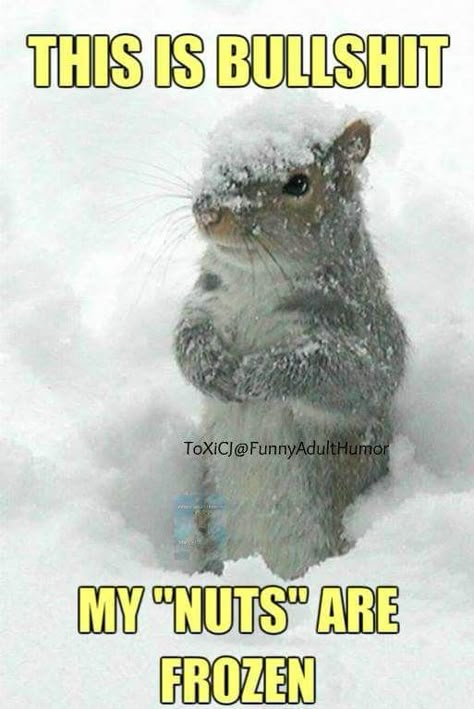 Squirrel Pictures Funny, Chatterbox Quotes, Funny Cold Weather Quotes, Animals Praying, Squirrel Pics, Cold Weather Funny, Funny Squirrel Pictures, Winter Humor, Bee Quotes