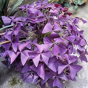 Purple Oxalis, Purple Shamrock, Oxalis Triangularis, Purple Foliage, Purple Leaves, Soil Layers, Ground Cover Plants, Greenhouse Gardening, Bulb Flowers