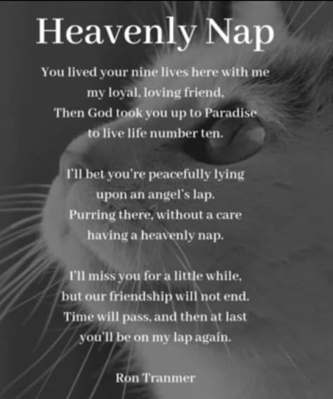 Cats In Heaven Quotes, When Your Cat Dies Quotes, Prayer For Pet Passing, Tattoo For Cat That Passed, Losing A Cat Quote, Losing A Cat, Pet Quotes Cat, Losing A Pet Quotes, Miss My Cat