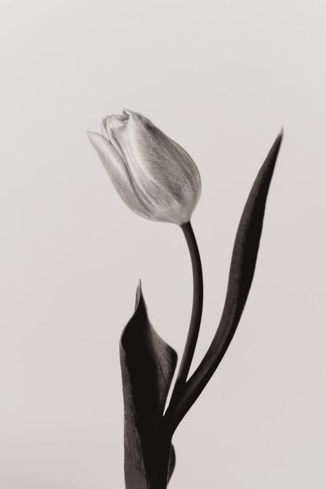 Tulip in black and white at ArtfullyWalls, #photography #blackandwhite #tulip #flower #botanical #homeinspiration #styleithappy #homedetails #dreamhome #housegoals #interiorlovers #designinspo #decorinspo #interiordecor #interiordesign #artfullywalls #gallerywall #gallerywalldecor #gallerywallinspo #artprints #stellarspaces #homeinspiration #rockininteriors #sorealhomes #interiorlovers #interiorstyling #styleithappy #artfullywalls #gallerywall #gallerywallinspo#affordableartprints Coffee Table Photo Album, Tulip Tattoo, Karl Blossfeldt, Tattoo Photography, Artfully Walls, Black Tulips, Black And White Flowers, Tulip Flower, White Tulips