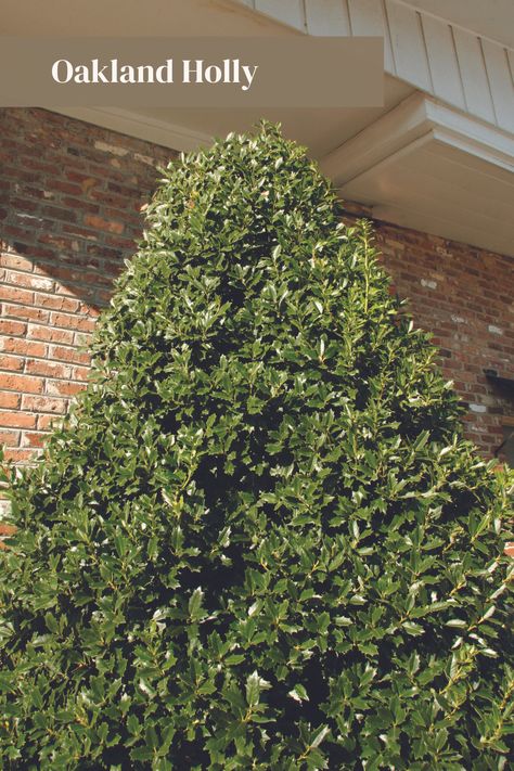 Nothing adds end-of-year color like a holly! Oakland Holly’s dense and distinctive oak-shaped leaves, bright-green color, and upright shape can be used as an accent plant in a container or when planted in multiples, can provide a useful screen. Used in full sun or part shade, Oakland Holly needs little pruning. Grows to 15-20 ft. tall and 12-15 ft. wide. Hardy to Zone 6a. Oakland Holly, Evergreen Container, Full Sun Shrubs, Southern Living Plant Collection, Holly Decorations, Southern Living Plants, Privacy Hedge, Patio Pots, Cool Weather