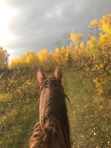 Fall Horse Aesthetic, Earthly Tones, Summer Shots, Yellow Forest, Horse Ears, Horse Riding Equestrian, Spring Forest, Horse Aesthetic, Western Riding