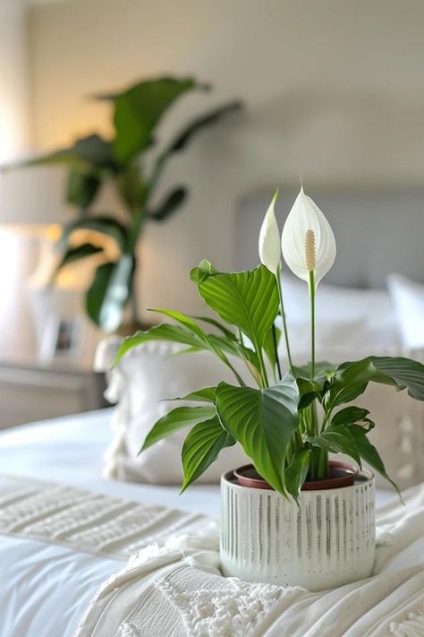 How To Divide A Peace Lily: Plant Propagation Peace Lily In Bedroom, Peace Lilly Plants Decor, Lilly Plants, Peace Lily Flower, Peace Lily Care, Peace Plant, Peace Lillies, Lily Care, Peace Lily Plant