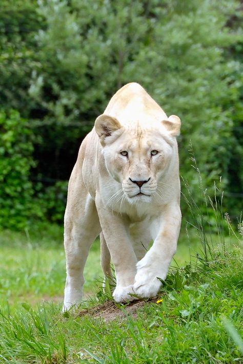 Lioness by Bernhard Weishaupt on 500px Albino Lion, White Lioness, Wild Lion, Albino Animals, Lion Pictures, White Lion, Majestic Animals, Cheetahs, Large Cats