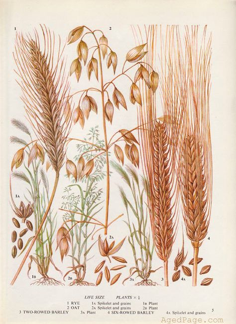 Kitchen Decor Botanical Print Vintage Art Illustration by AgedPage, $10.00 13 Moons, Cereal Grain, Rice Plant, Ink Flowers, Graphic Assets, Food Chart, Foto Transfer, Illustration Botanique, Grain Foods