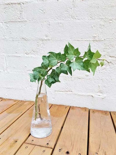 16. English Ivy #decorhomeideas Ivy Plant Indoor, English Ivy Plant, Plants Grown In Water, Tanaman Air, Ivy Plant, Coffee Table Plants, Taman Air, Indoor Water Garden, Arrowhead Plant