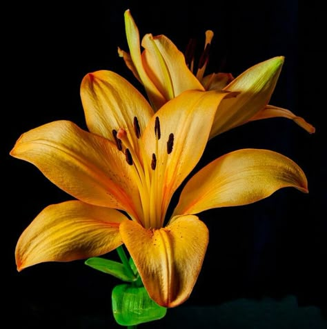 Yellow lily Yellow Lily Flower, Flowers For Butterflies, Yellow Lilies, Orange Lily, Foto Transfer, Flower Close Up, Flower Sleeve, Flower Painting Canvas, Fantasy Paintings