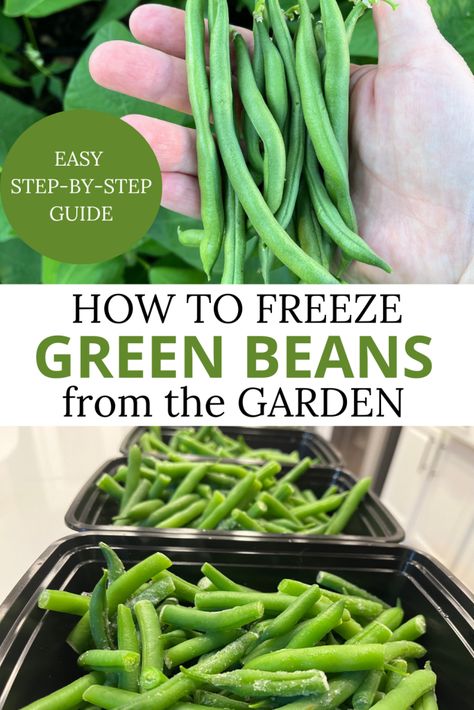 How Do You Freeze Fresh Green Beans, Freezing Green Beans From The Garden, How To Freeze Green Beans, Freezing Fresh Green Beans, Green Beans From The Garden, Freezing Green Beans, Garden Green Beans, Freeze Vegetables, Garden Lettuce