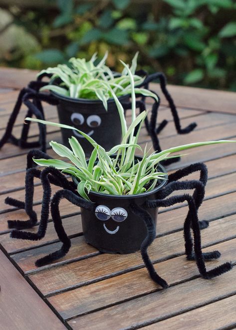 How to make your own spooky spider plants - a simple, fun nature craft that's perfect for Halloween! Includes full instructions. Porta Halloween, Halloween Activities For Toddlers, Deco Halloween, What Is Halloween, Spider Crafts, Nature Craft, Creepy Decor, Plant Crafts, Spooky Spiders