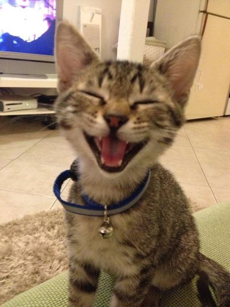 28 Of The Happiest Animals Of All Time Happy Kitten, Funny Cat Pictures, Happy Animals, Funny Cat Videos, Happy Cat, Silly Cats, Beautiful Cats, Crazy Cats, Cat Pics