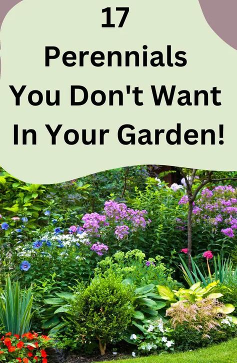 These are the 17 perennials you don’t want in your garden. Having a beautiful and thriving garden is the dream of every gardener. However, selecting the right perennials for your garden is crucial in ensuring its success. Perennials You Don’t Want in Your Garden While there are countless stunning perennials to choose from, there are... Small Perennial Garden Ideas, Perennial Garden Ideas, Dyi Garden, Perenial Garden, Perrenial Gardens, Hydrangea Plant Care, Garden Basics, Perennial Garden Design, Hydrangea Plant