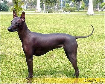 Peruvian Inca Orchid Hairless Dogs, Peruvian Hairless Dog, Mexican Hairless Dog, Hairless Dog, Rare Breed, Sporting Dogs, Dog Barking, Dexter, Mans Best Friend