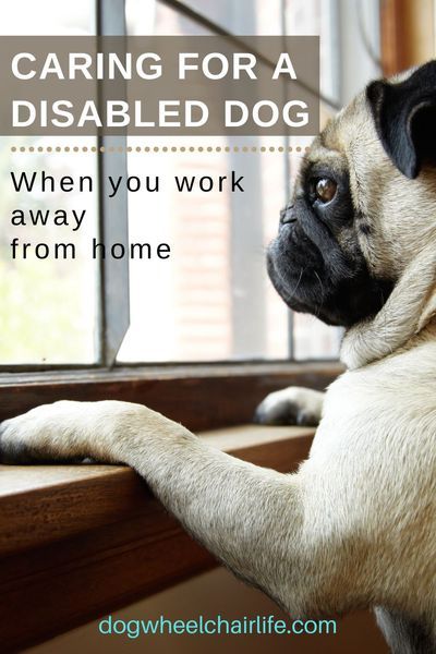 Taking care of a disabled dog while you're at work is a common problem. Learn what pet owners do to make sure their pet is safe and happy. #dogs #doghealth #raisingpuppies Disabled Dog Care, Dog Hip Dysplasia, Dog Care Checklist, Paralyzed Dog, Living With Dogs, Disabled Dog, Health Questions, What Dogs, Hip Dysplasia