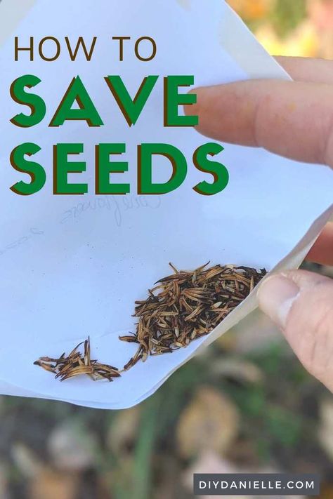 How to Save Seeds: Your Ultimate Seed Harvesting Guide - DIY Danielle® Seeds From Flowers, Profitable Hobbies, Seed Harvesting, Harvesting Seeds, How To Save Seeds, Germinate Seeds, Save Seeds, Homesteading Tips, Vegetable Garden Tips