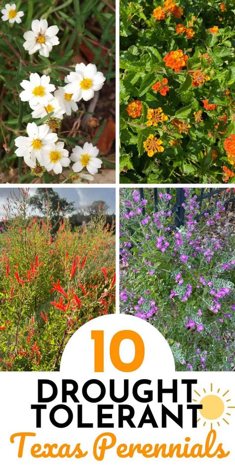 Top 10 Drought Tolerant Perennials for Texas - Native Backyards Texas Native Perennials, Texas Native Plants Drought Tolerant, Texas Ornamental Grasses, Texas Native Shade Plants, Texas Pollinator Garden, Central Texas Landscape Ideas, Native Texas Plants Landscaping, Texas Native Plants Landscaping, Native Texas Plants