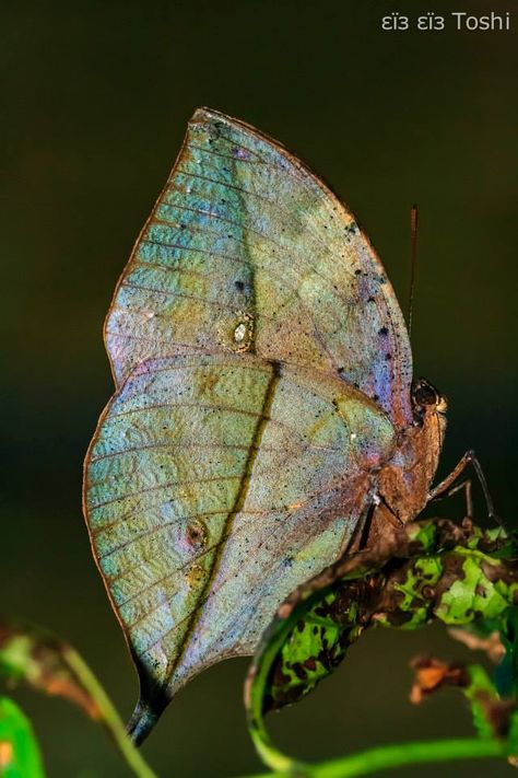 Kallima inachus Kallima Inachus, Colourful Nature, Butterfly Project, Beautiful Butterfly Pictures, God Artwork, Horse Guards, Cute Small Animals, Gorgeous Scenery, Beautiful Bugs