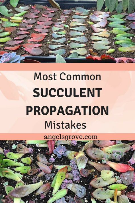 Succulent Care Indoor, Multiplier Des Plantes Grasses, Succulent Projects, Leaf Propagation, Propagate Succulents From Leaves, Succulent Propagation, Succulent Diy, Succulent Garden Diy, Propagating Succulents