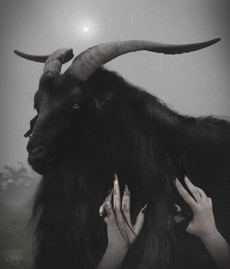 Black Phillip Tattoo, Black Phillip The Witch, Black Goats, Black Philip, Michael Langdon, Black Phillip, Dark Ghost, Goat Skull, Black Goat