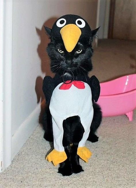 Salem Halloween Costume, Halloween Cats Art, 7 Halloween Costumes, Cat Costume Ideas, Halloween Costumes For Cats, Halloween Names For Cats, Diy Halloween Cat, Pet Costumes Cat, Penguin Costume